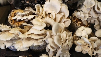 Close-up of white oyster mushrooms flourishing on growing medium, commonly used in organic farming and home cultivation setups.
