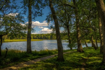 Summer landscape with forest lake and sunlight