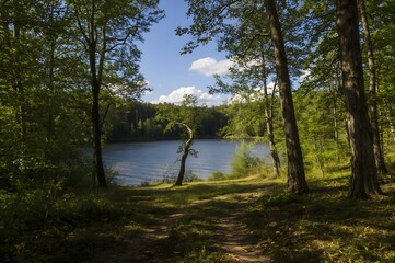 Obraz premium Summer landscape with forest lake and sunlight