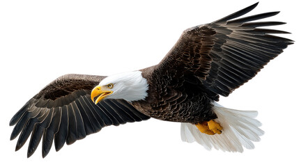 Obraz premium Soaring Bald Eagle: Capturing the majestic spirit of freedom, a bald eagle gracefully soars through the air, showcasing its powerful wingspan and iconic white head. 