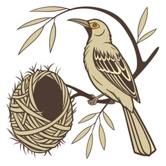 Weaverbird White Background