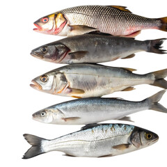 Fototapeta premium Five Fresh Fish Varieties CloseUp Studio Shot of White Bass Striped Bass and Other Species on Black Background