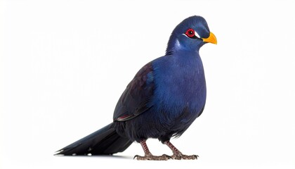 Obraz premium blue winged blackbird