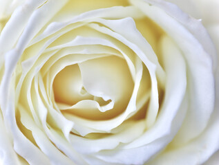 White rose flower petals, soft focus. Macro flowers backdrop