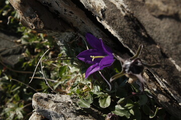 butterfly on a flower