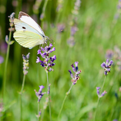  A beautiful white butterfly with a black spot on its wings is gathering nectar from a purple lavender flower in a field