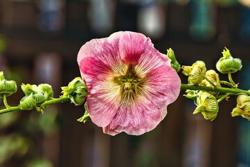 Vibrant Pink Hollyhock Flower Close-Up