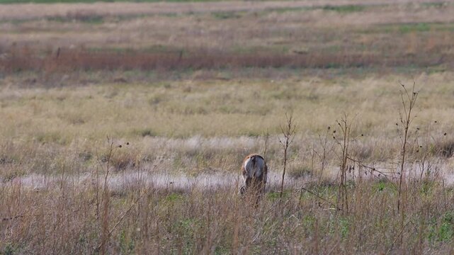 Pronghorn on the plains or prairie in northeastern New Mexico