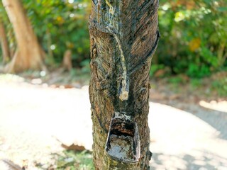 A rubber tree is being tapped for its latex sap, with a container attached to collect the dripping...