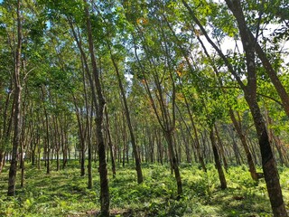 Lush rubber tree plantation with dense rows of trees and vibrant green foliage under a bright sky.