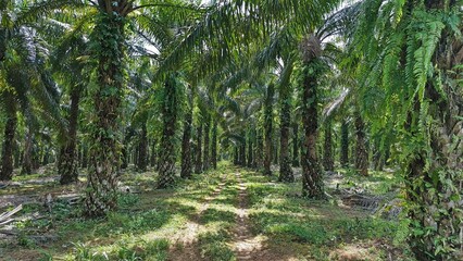 Lush palm oil plantation with tall, green trees densely planted. Sunlight filters through the canopy, casting shadows on the ground.