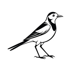 Elegant line art illustration of a white wagtail bird in graceful motion