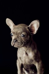 Portrait of Adorable French Bulldog Puppy Posed Against a Dark Background