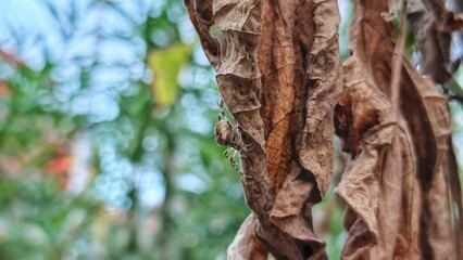 Close-up of a brown spider perfectly camoflauge with clustered, dry, brown leaves with detailed...