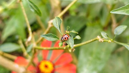 A ladybug rests on a leaf of a plant, with a blurred red flower in the background. The focus is on...
