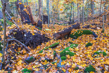Forest ravine with colorful autumn leaves