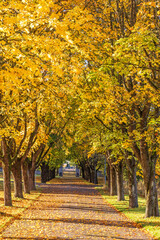 Walkway in a tree avenue with beautiful autumn colors