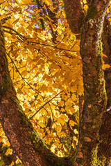 Colorful Maple leaves in a tree at autumn
