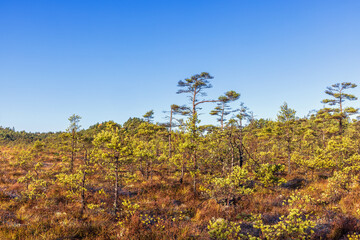 Pine woodland on a bog in autumn