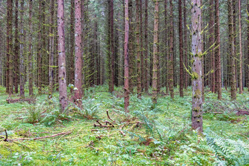 Fototapety na wymiar - Fototapeta24.pl