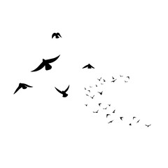 Many Birds are flying in the sky. 