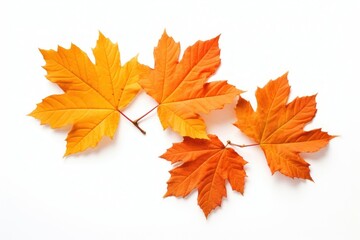 Fototapeta premium Vibrant autumn maple leaves isolated