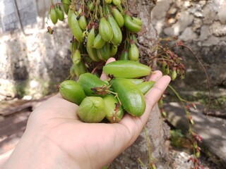 Starfruit Wuluh Freshness in the Garden