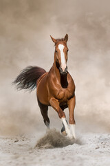 Red horse free run in desert