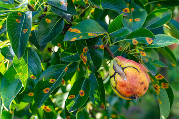 Pear leaves and fruit with symptoms of pear rust, orange fungal spots, fruit deformation, disease...