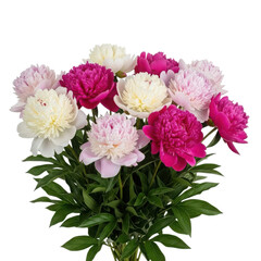 A beautiful bouquet of pink, white, and magenta peonies, isolated on a transparent background, showcasing their lush petals and vibrant colors
