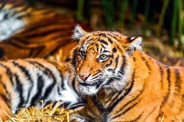 Obraz premium Striped wildcat showing grooming behaviour