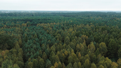 Fototapeta premium Green and yellow trees in vast forest