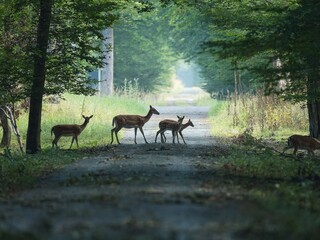 Deer family crossing a forest path in serene woodland.