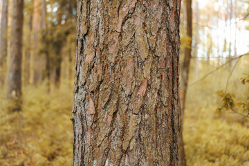 Close up of pine tree trunk bark