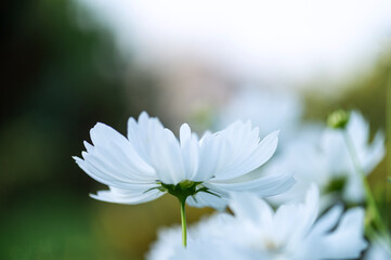 White cosmos flower in soft focus close-up