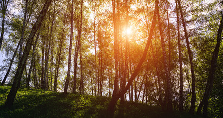 Obraz premium Sunlight filtering through the tall birch trees in a lush green forest, creating a serene and captivating natural landscape for nature enthusiasts. Vintage film aesthetic.