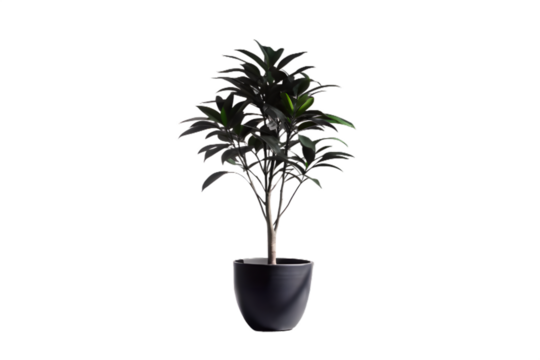 A dark green leafy houseplant in a black pot, isolated on a transparent background