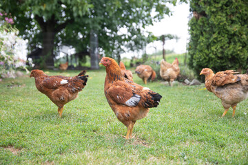 Hens grazing on grass in a free range organic farm