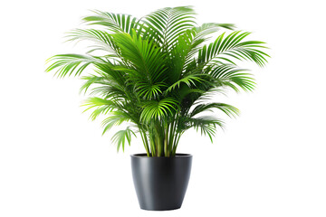 Obraz premium A vibrant green areca palm houseplant in a black pot, isolated on transparent background