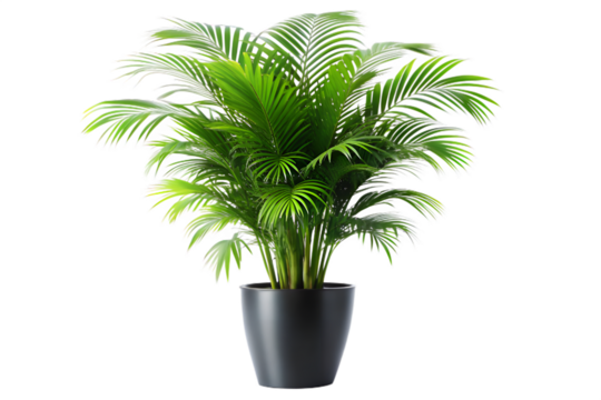A vibrant green areca palm houseplant in a black pot, isolated on transparent background