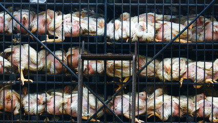 Overcrowded Chickens in Transport Cages © Dohoy