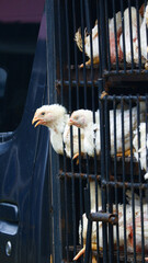 Overcrowded Chickens in Transport Cages