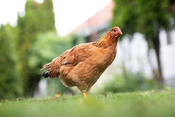 Hens grazing on grass in a free range organic farm