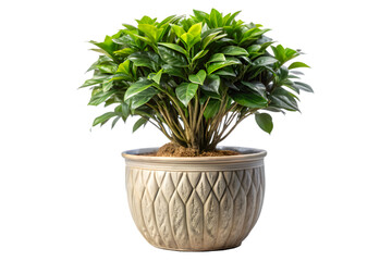 Obraz premium A healthy, bushy green houseplant in a decorative pot, isolated on a transparent background