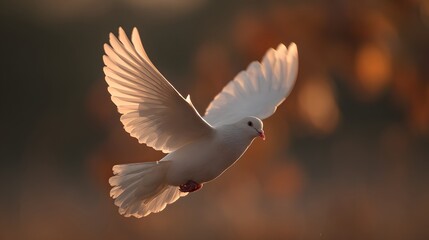 A white dove in flight, bathed in golden light.