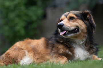 Cute dog playing sitting in the grass in the yard.