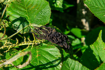 Obraz premium Cluster of black caterpillars on green plant leaves in natural environment, visible insect details and leaf texture.