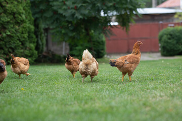 Hens grazing on grass in a free range organic farm