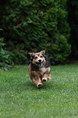 Cute dog playing sitting in the grass in the yard.
