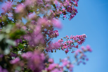 夏の青空とサルスベリの花